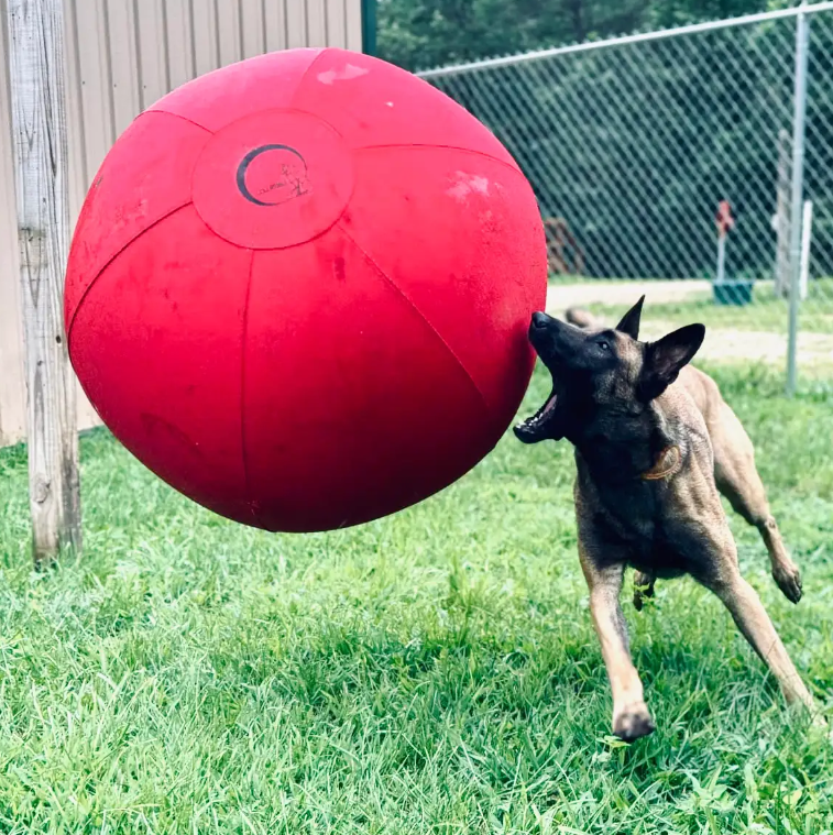 Why CollieBall Is the Herding Ball Every Working Dog Needs